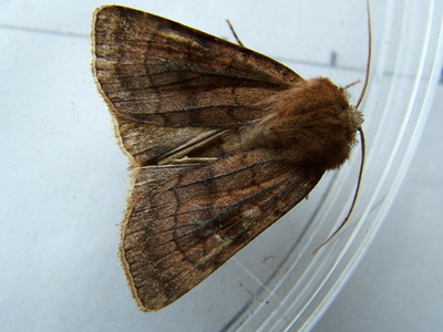 Six-striped Rustic